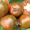 Tomato Black Russian